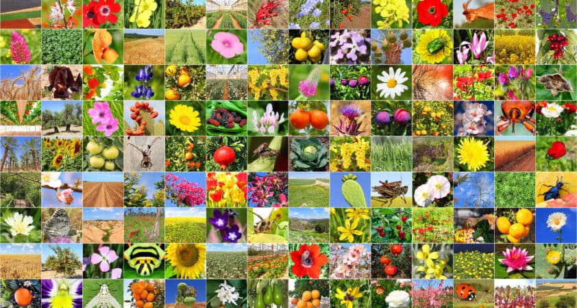 The Largest Digital Zoo: Biology Model Trained on NVIDIA GPUs Identifies Over a Million Species